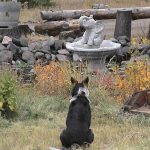 yellowstone lodging elephant head lodge dog