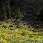 yellowstone lodging outdoor scenery wildflowers