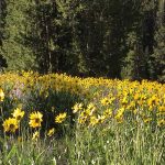 yellowstone lodging outdoor scenery sunflower