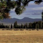 yellowstone lodging outdoor scenery