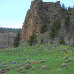 yellowstone lodging outdoor scenery wildflowers