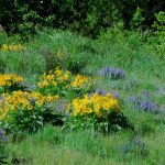 yellowstone lodging outdoor scenery flowers