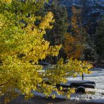 yellowstone lodging outdoor scenery trees