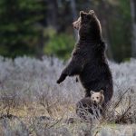 yellowstone lodging wildlife