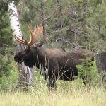 yellowstone lodging wildlife