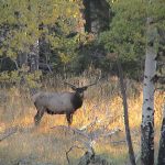 yellowstone lodging wildlife