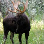 yellowstone lodging wildlife