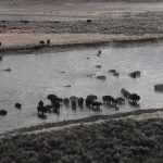 yellowstone lodging wildlife