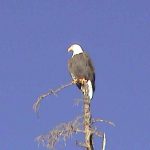 yellowstone lodging wildlife