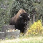 yellowstone lodging wildlife