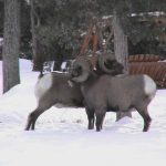 yellowstone lodging wildlife