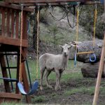 yellowstone lodging wildlife