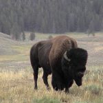 yellowstone lodging wildlife