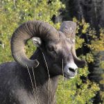 yellowstone lodging wildlife