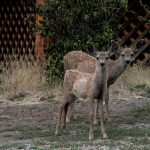 yellowstone lodging wildlife