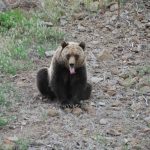 yellowstone lodging wildlife