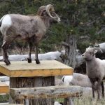 yellowstone lodging wildlife