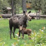 yellowstone lodging wildlife