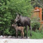 yellowstone lodging wildlife