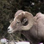 yellowstone lodging wildlife