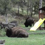 yellowstone lodging wildlife bison