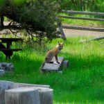 yellowstone lodging wildlife