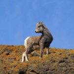 yellowstone lodging wildlife