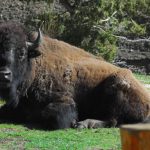 yellowstone lodging wildlife