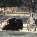 yellowstone lodging wildlife